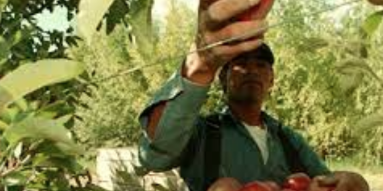 Proponen reforma de ley para incentivar fruticultura en Tamaulipas