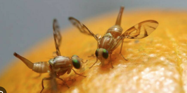 Control de mosca de la fruta reactivaría exportación de toronja a Estados Unidos