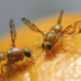 Control de mosca de la fruta reactivaría exportación de toronja a Estados Unidos
