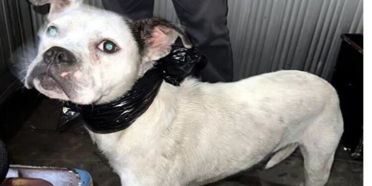 Otro rescate canino en el Metro: Interrupción de Servicio en Línea 9 para Salvamento de Perrito