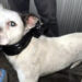 Otro rescate canino en el Metro: Interrupción de Servicio en Línea 9 para Salvamento de Perrito