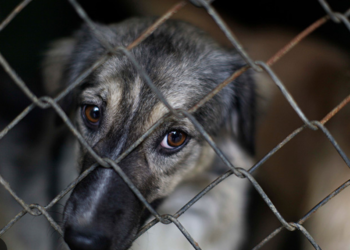 Obligados los ayuntamientos a expedir reglamento de protección animal