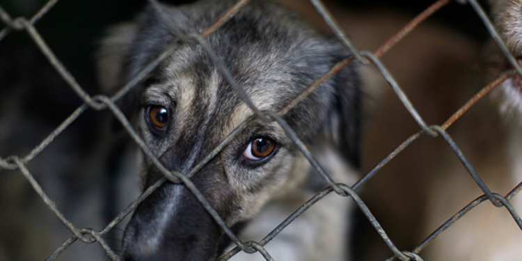 Obligados los ayuntamientos a expedir reglamento de protección animal