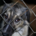 Obligados los ayuntamientos a expedir reglamento de protección animal