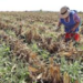 En el 2024, agricultores «cobraran» a Morena abandono al campo