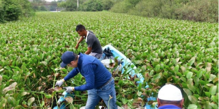 Invade Lirio acuático lagunas del sur y pone en riesgo abasto de agua para 800 mil tamaulipecos