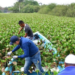 Invade Lirio acuático lagunas del sur y pone en riesgo abasto de agua para 800 mil tamaulipecos