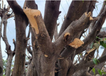 Pide Morena hasta 8 años de cárcel por talar o podar un árbol