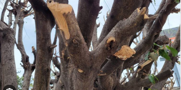 Pide Morena hasta 8 años de cárcel por talar o podar un árbol