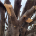 Pide Morena hasta 8 años de cárcel por talar o podar un árbol