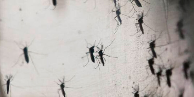 La peor epidemia de dengue en Bangladesh ha causado más de 1.500 muertos