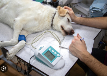 Obligarían a ayuntamientos a implementar esterilización gratuita de animales