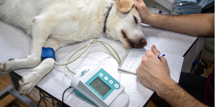 Obligarían a ayuntamientos a implementar esterilización gratuita de animales