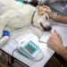 Obligarían a ayuntamientos a implementar esterilización gratuita de animales