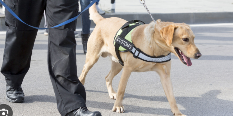 Pide Morena usar en las escuelas perros detectores de drogas.
