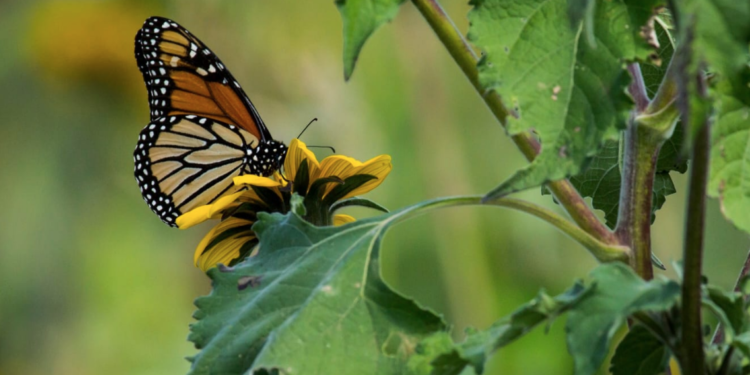Fortalecerán la ruta migratoria de las mariposas Monarca en Tamaulipas