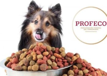 Descubre las mejores croquetas para perro según Profeco: Nutrición y calidad al alcance de tu mascota