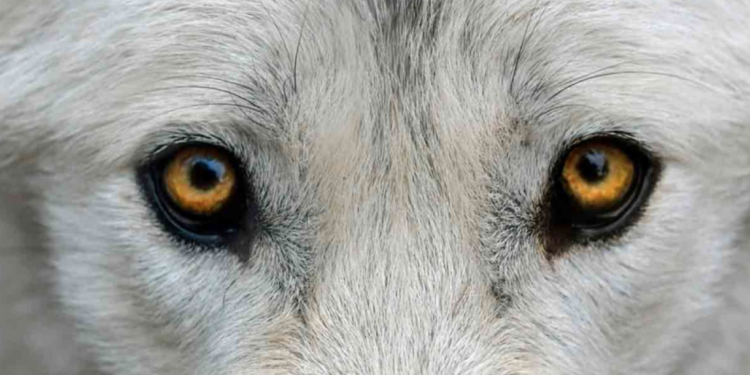 Lobo que una familia tenía como mascota mata a bebé de 3 meses.