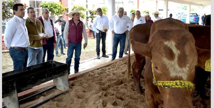Gobierno del Estado respalda a ganaderos de Aldama con programa de Mejoramiento Genético