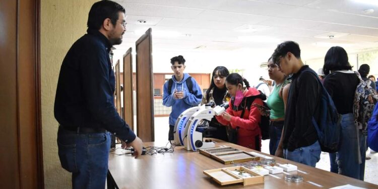 Identifica UAT plantas con potencial bioinsecticida