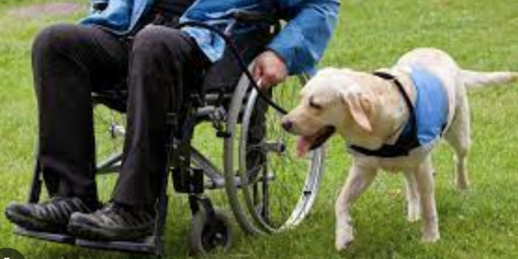 Será discriminación prohibir a discapacitados ingreso con animales de apoyo a establecimientos públicos