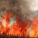 Temen que se adelante temporada de incendios forestales