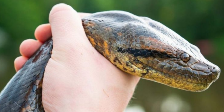 Descubren a la anaconda más grande del mundo; pesa más de 200 kilos.