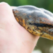 Descubren a la anaconda más grande del mundo; pesa más de 200 kilos.