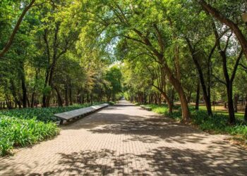 Tendrían ciudades  “Bosques urbanos”.