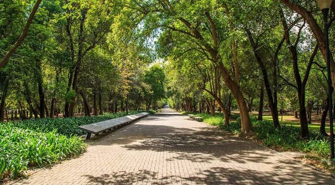 Tendrían ciudades  “Bosques urbanos”.