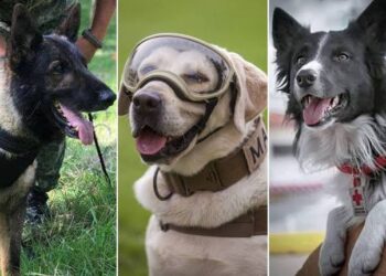 Insisten en usar binomios caninos para vigilar que escuelas