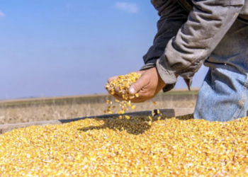 Agricultores no hallan compradores para 26 mil toneladas de maiz