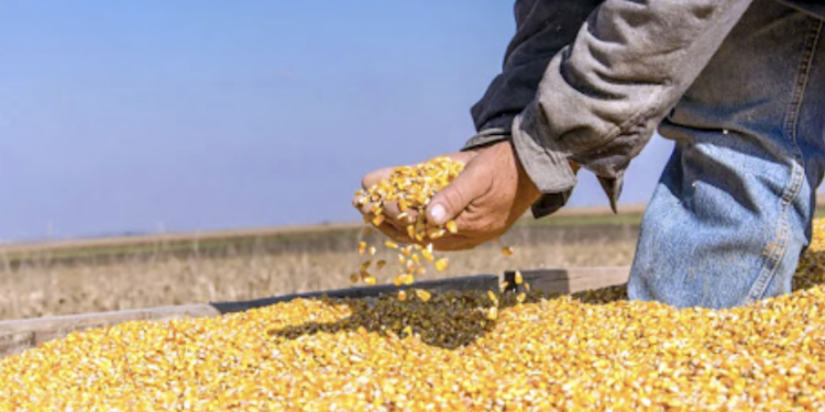 Agricultores no hallan compradores para 26 mil toneladas de maiz
