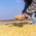 Agricultores no hallan compradores para 26 mil toneladas de maiz