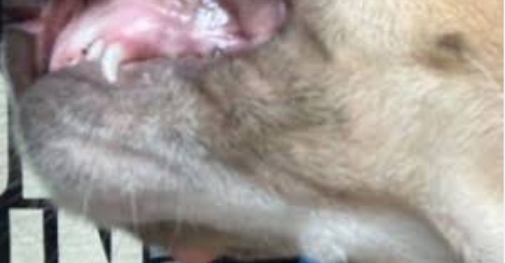 Ataca Husky a niño de 3 años