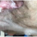 Ataca Husky a niño de 3 años