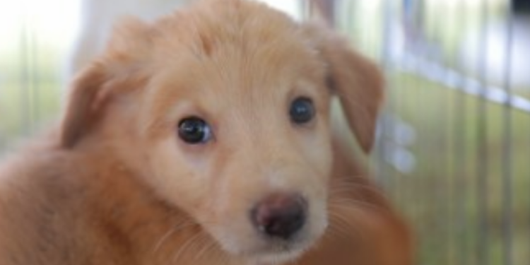 Realizarán Feria de Adopción Canina y Felina