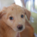 Realizarán Feria de Adopción  Canina y Felina