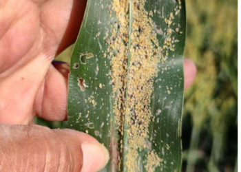 Pulgón amarillo y sequía amenazan siembras de sorgo