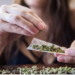 Marihuana será droga de bajo riesgo en EU