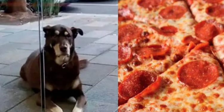«No me den pizza», dueños le ponen placa a perro que, a diario acude a pizzería.