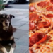 «No me den pizza», dueños le ponen placa a perro que, a diario acude a pizzería.