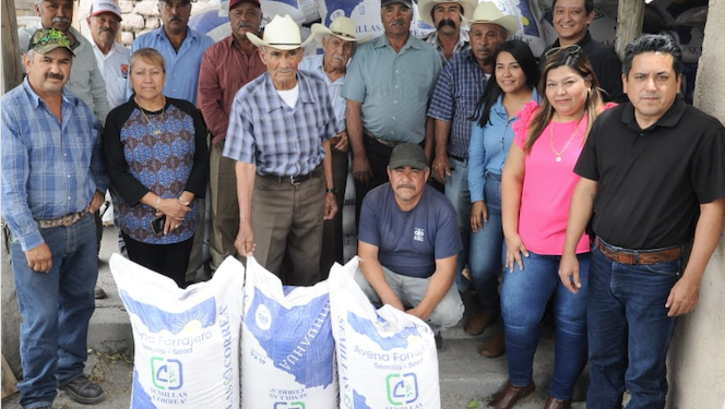 Impulsan siembra de avena forrajera en Miquihuana