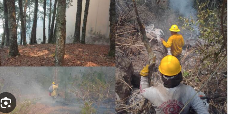 Piden ayuda al gobierno federal para sofocar incendio en El Cañón del Novillo