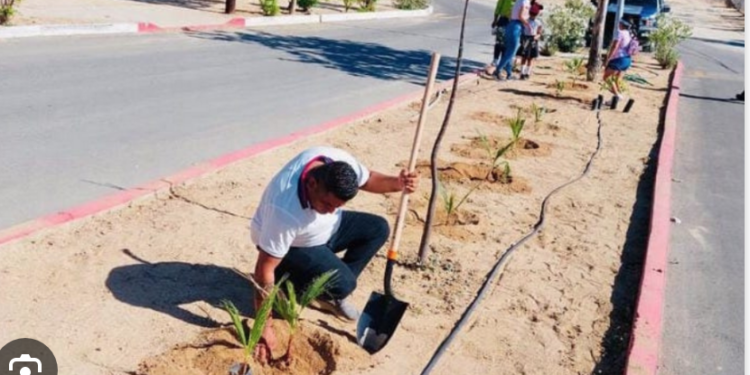 Urgen a alcaldes a reforestar sus municipios