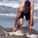 Hombre devuelve tiburón al mar tras incidente en Nueva Jersey