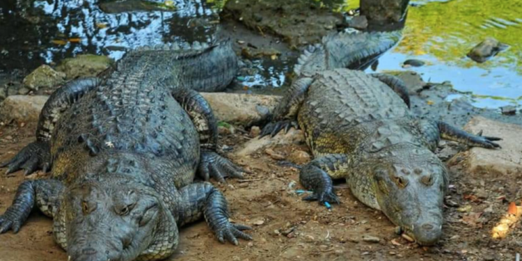 Coordina Seduma acciones en busca de controlar sobrepoblación de cocodrilos