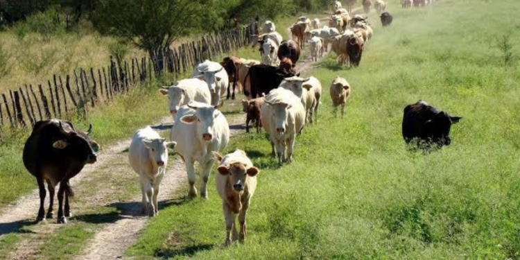 Recuperados el 80 por ciento de los pastos en Tamaulipas