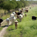 Recuperados el 80 por ciento de los pastos en Tamaulipas