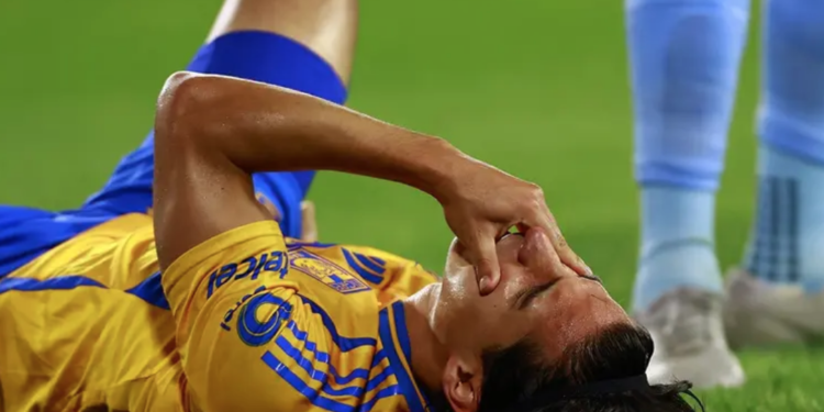 Polémico meme contra Tigres; NY exhibe a un gatito